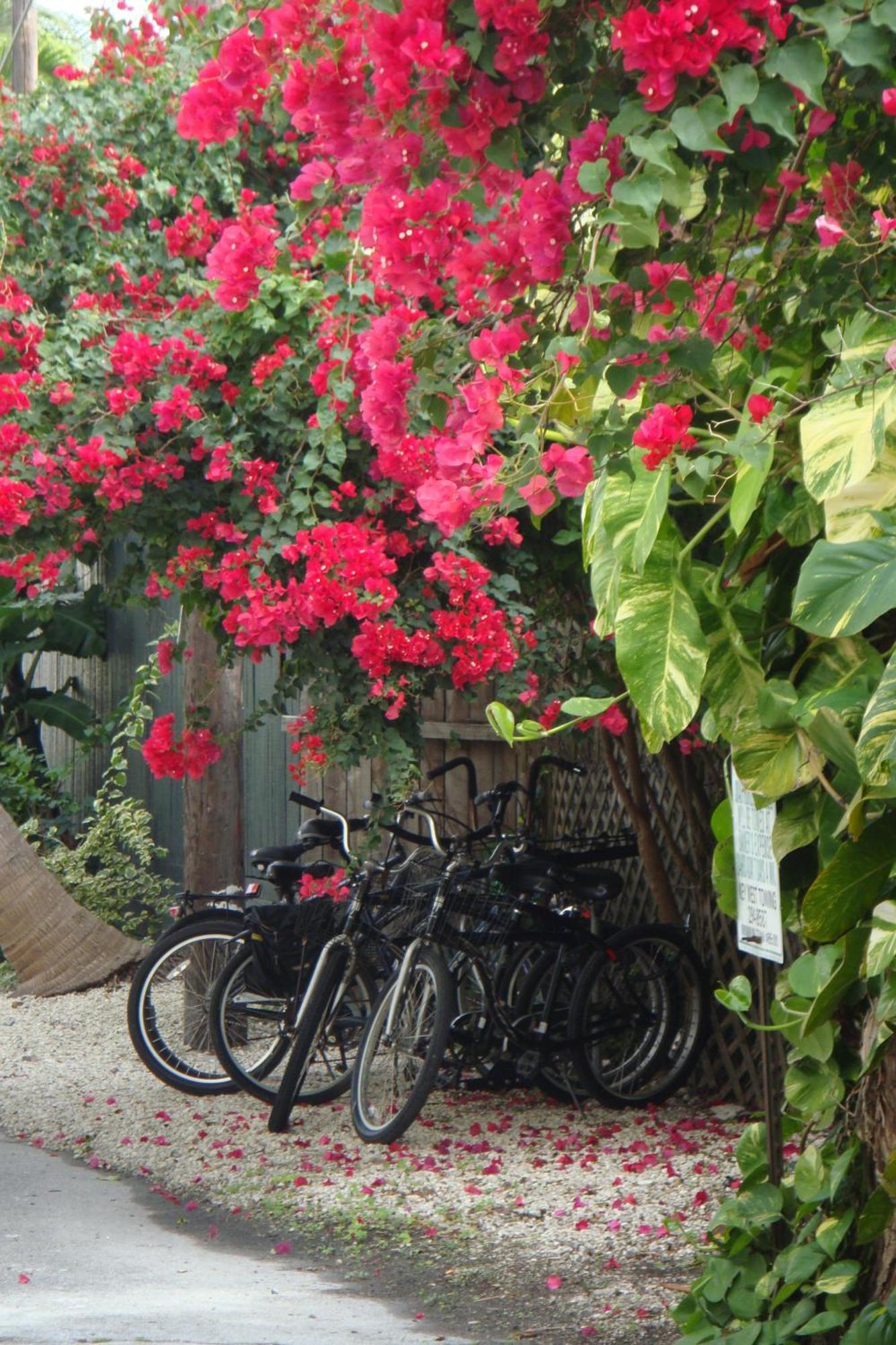 El Patio Motel Key West Bagian luar foto